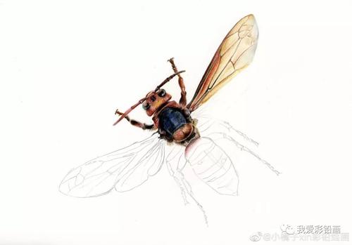 一只小蜜蜂