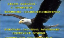 鹰的蜕变