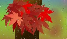 秋雨凉凉于文字中取暖