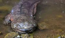 描写娃娃鱼的作文