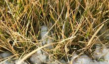 在这个不寻常的春天里