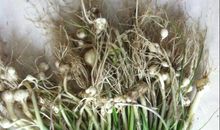 像树根一样成长