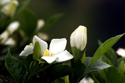 子花