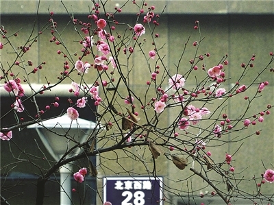 像梅花一样绽放