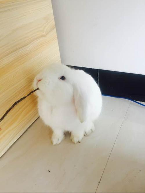 我的黑兔子