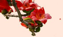 木棉花，那样红