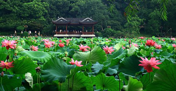 美丽的杭州西湖