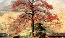 木棉精神引领我