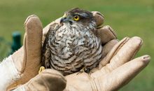 麻雀和老鹰续写