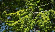 榆钱带给人的情思