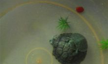 我的心爱之物小乌龟