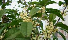 再也没有桂花的香气