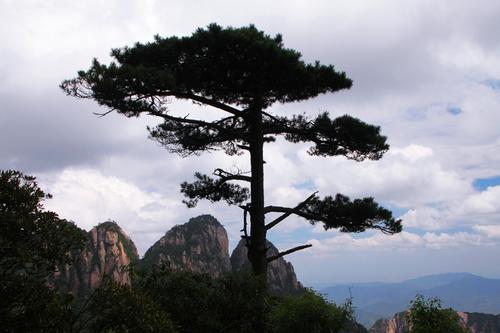 三清山树