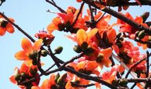 愿木棉精神永驻心中