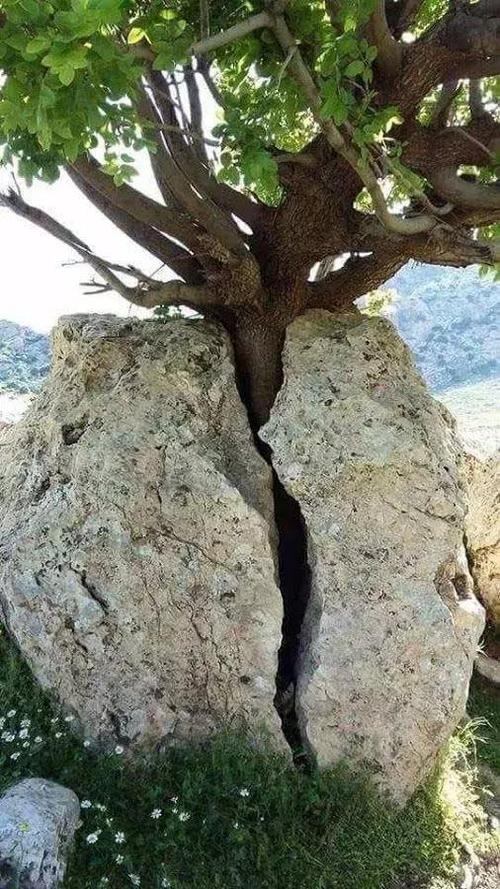 树的叙述