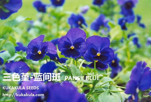 理想的种子会绽放