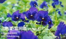 理想的种子会开花