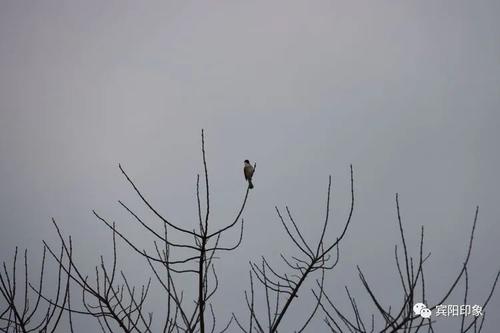 这是一次绝妙的尝试