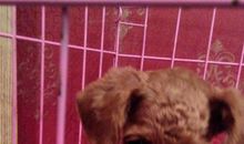 我变成了流浪狗