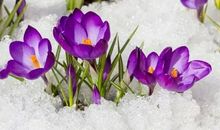 盛开在时光中的花朵