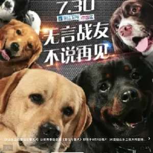 再见小狗