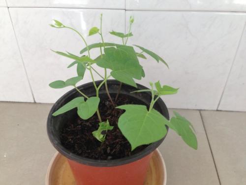 观察牵牛花