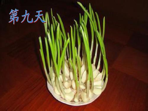 大蒜幼苗的生长