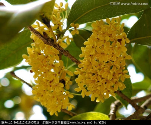 秋季桂花