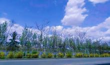 纯真也是一种美