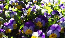 聆听四季的乐章