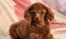 我心爱的泰迪狗