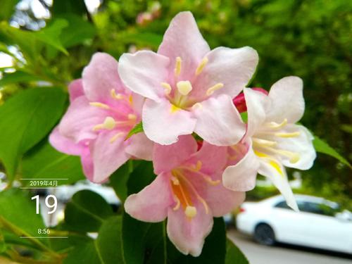 茉莉花绽放