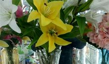 富贵竹带给我的惊喜