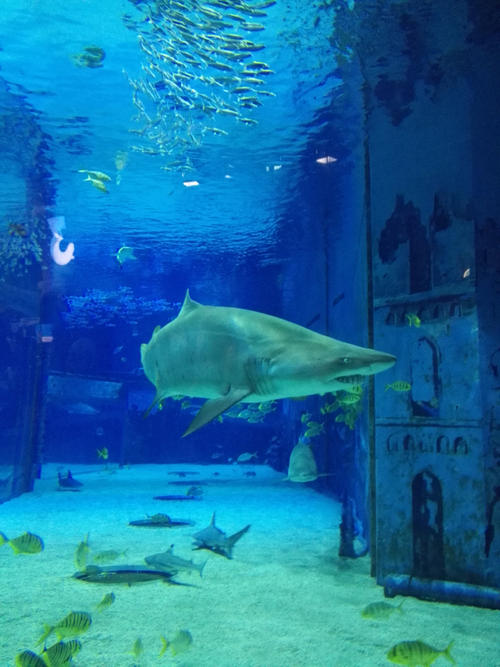 北京水族馆旅行记