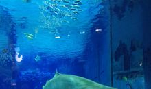 北京海洋馆游记