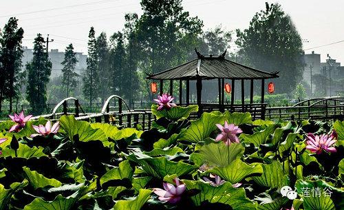 在莲花谷旅行