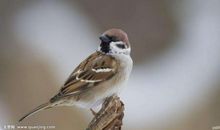 自以为是的麻雀