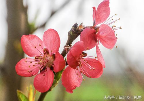 那淡淡的香气