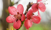 那一股淡淡的清香