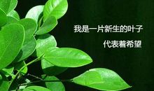 一片树叶的经历