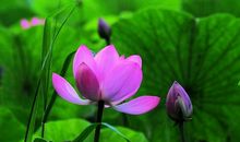 善意滋润了我的心田