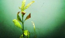 我变成了一条鱼