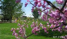 像春草一样顽强