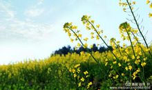 记忆中的那缕芬芳