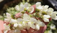 聆听槐花绽放的声音