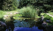 校园里的小池塘