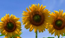 记忆中的向日葵