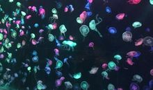 难忘的童话之旅