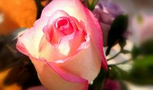 今年花盛去年红