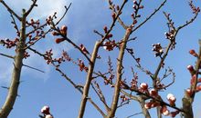 春天里的“小姑娘”